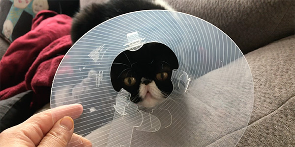 Cat plastic shop cone collar